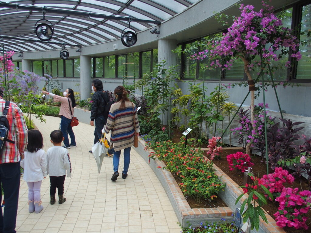 <center>水戸市植物公園　観賞大温室内の様子<center/>